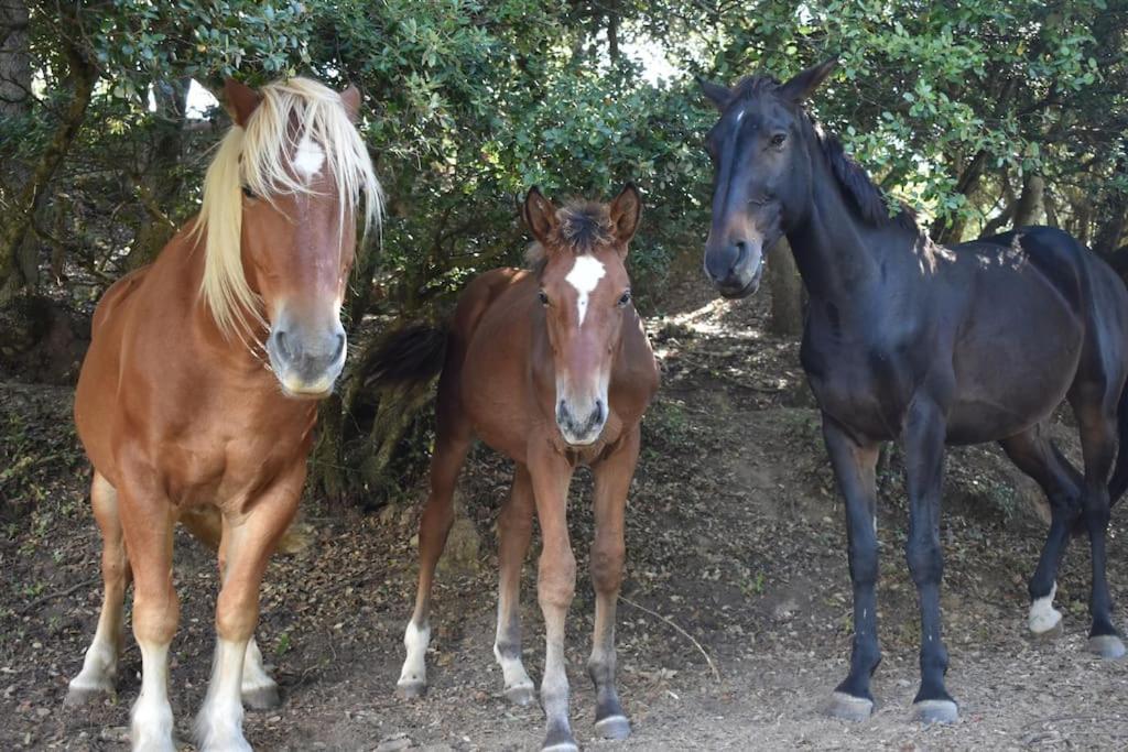 Gite A La Ferme Avec Jacuzzi Et Sauna Villefloure Esterno foto