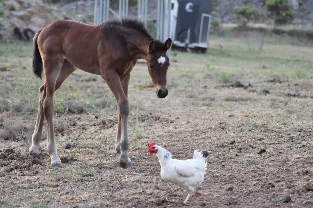 Gite A La Ferme Avec Jacuzzi Et Sauna Villefloure Esterno foto