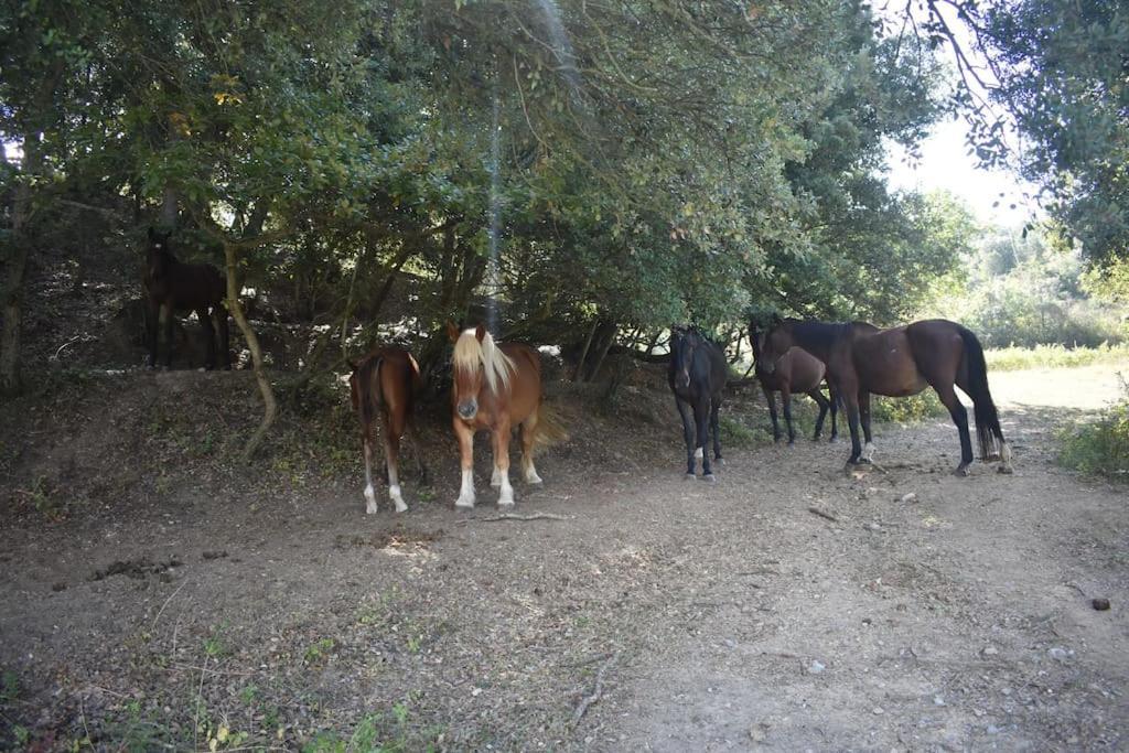 Gite A La Ferme Avec Jacuzzi Et Sauna Villefloure Esterno foto
