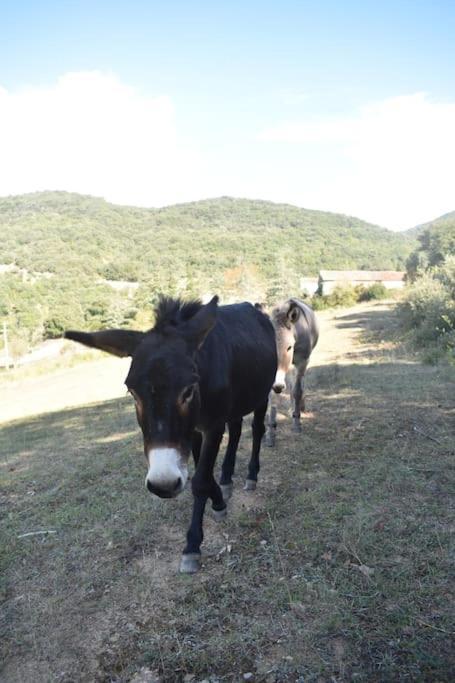 Gite A La Ferme Avec Jacuzzi Et Sauna Villefloure Esterno foto