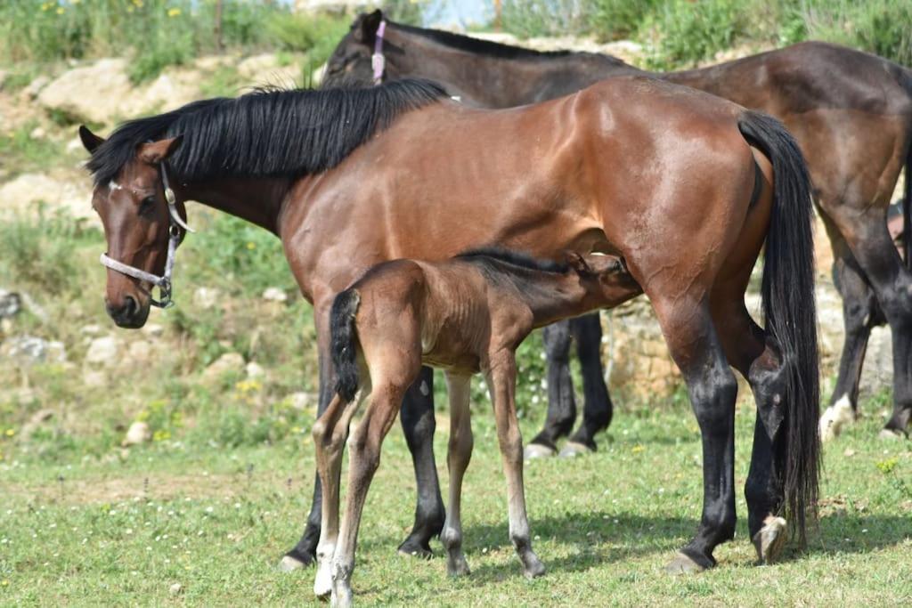 Gite A La Ferme Avec Jacuzzi Et Sauna Villefloure Esterno foto
